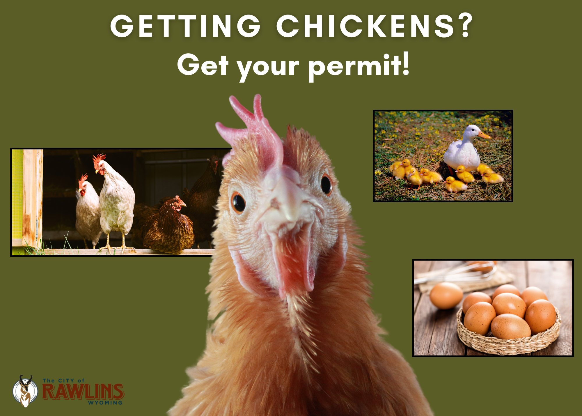 Getting Chickens in Rawlins