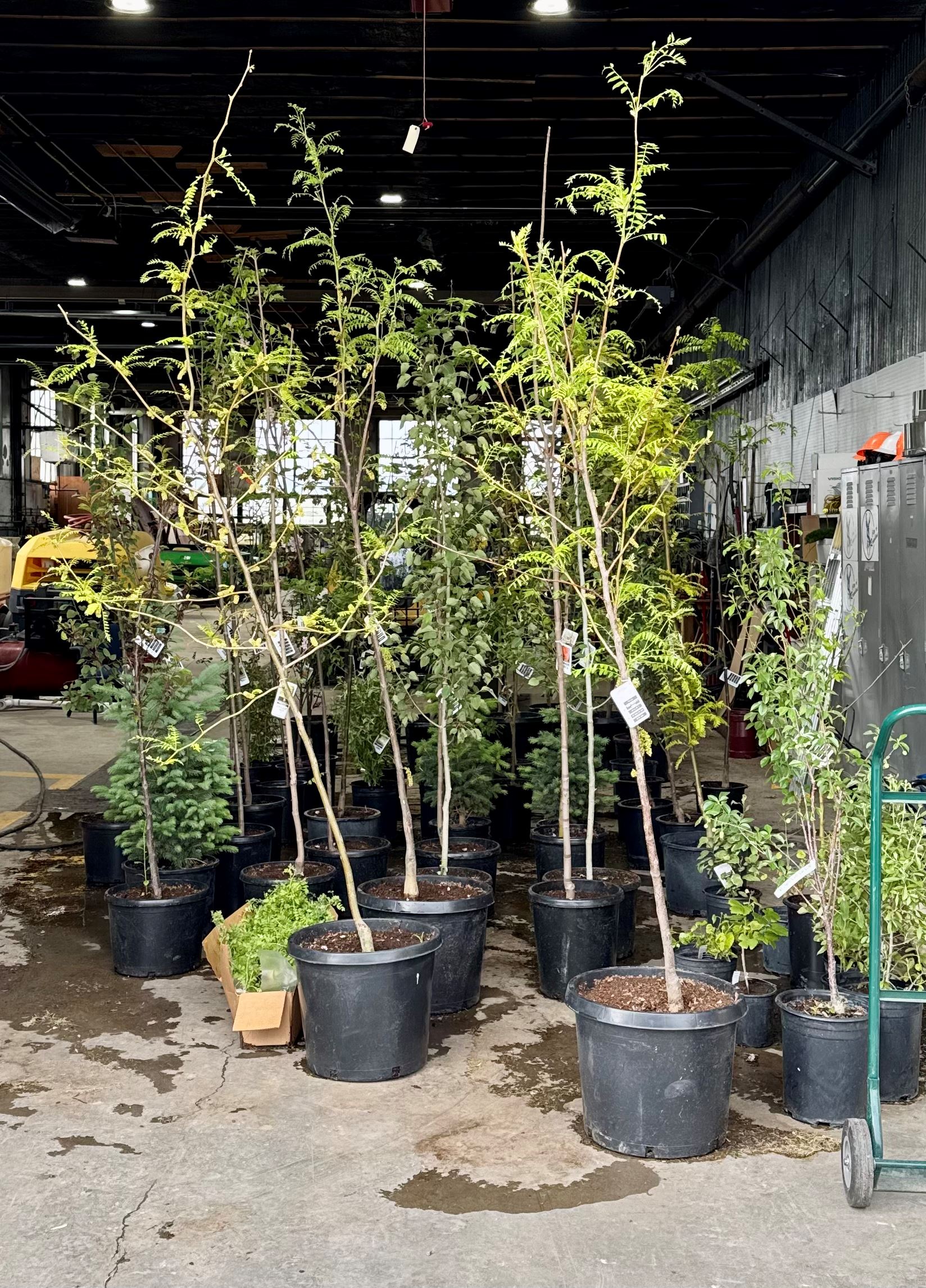 After Arbor Day Tree Sales 2025